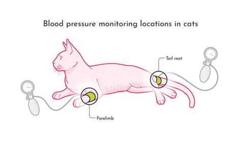 Blood Pressure Measurement - cat.life