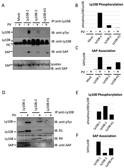 Characterization of Ly108-H1 Signaling Reveals Ly108-3 Expression and ...