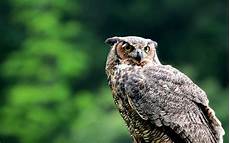 Owl Wallpapers For Desktop by Owl Computer Wallpaper Wallpapersafari Owl Wallpapers For Desktop