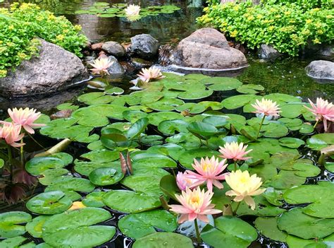 St. Anthony Park Garden Tour - KSTP.com 5 Eyewitness News