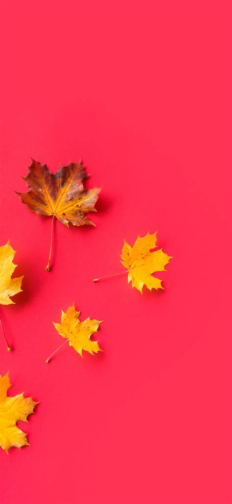 Download wallpaper leaves, yellow, maple, section textures in ...
