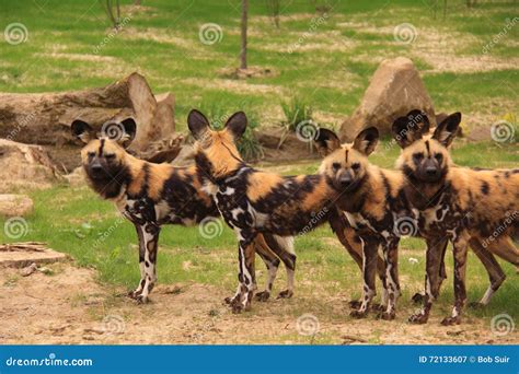 African painted wild dogs stock image. Image of dangerous - 72133607