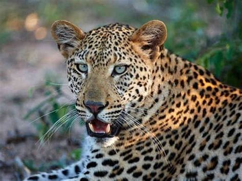 પૂર્વ પટ્ટીના ગામોમાં છેલ્લા 10 દિવસથી ગ્રામજનોને પજવતો દીપડો પાંજરે ...