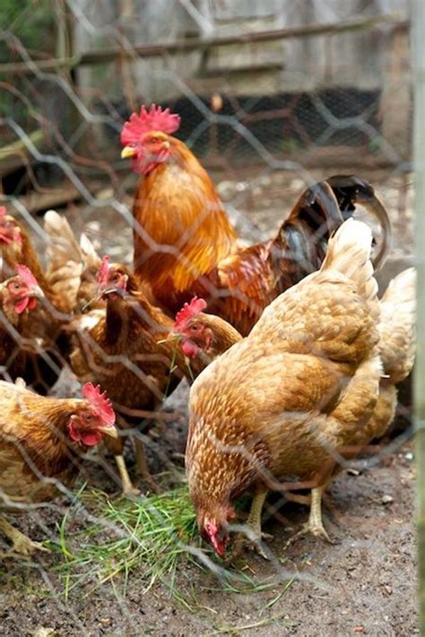 अपनी मुर्गियों को बीमारियों से कैसे बचाएं? ये रहीं काम की टिप्स - How ...