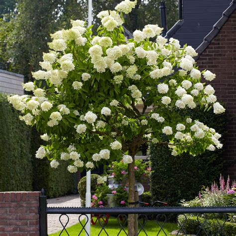 Pee Gee Hydrangea: The Showstopper Shrub Of The Summer - wens91