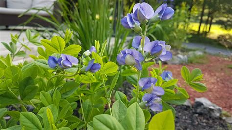 False Blue Indigo — EchoNativePlants
