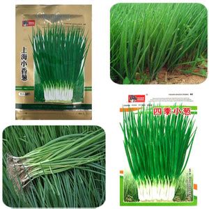 KNESSiN Shanghai Chives Seed Price in India - Buy KNESSiN Shanghai ...