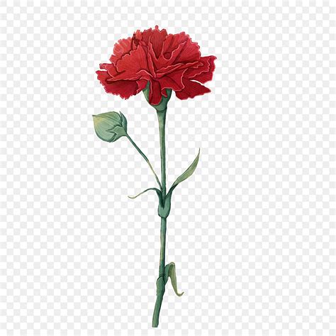Red Carnation Hd Transparent, Red Carnation Bouquet, Carnation, Bouquet ...