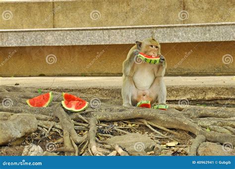 Monkey stock image. Image of brown, portrait, asia, eating - 40962941
