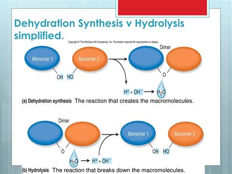PPT - Macromolecules: The Building Blocks of Life PowerPoint ...
