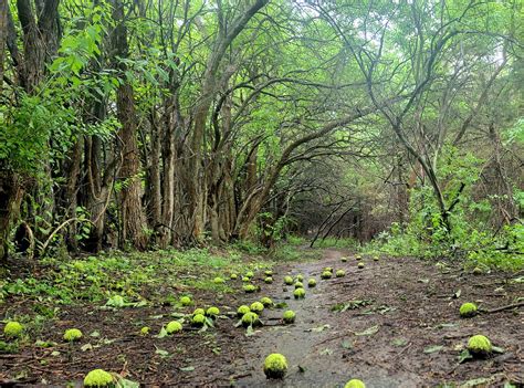 What are these tennis ball size fruit found while hiking Branched Oak ...