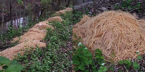 Hundreds of pounds of pasta mysteriously dumped next to creek