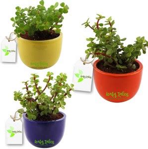 Leafy Tales Jade Plant Price in India - Buy Leafy Tales Jade Plant ...