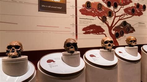 First Spoken Language 的图像结果