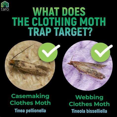 Buy Clothes Moth Traps with Pheromones and Free Cedar Blocks Moth ...