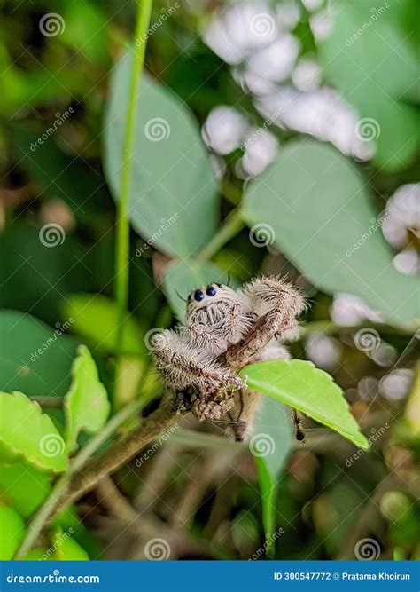 Hyllus Semicupreus is Spider is Known To Eat Small Insects Such As ...