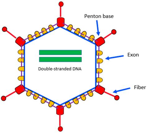 Adenovirus Infection in Pediatric Hematopoietic Cell Transplantation: A ...