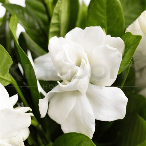 Gardenia augusta 'Magnifica' | Multiple Sizes - Kingdom Horticulture