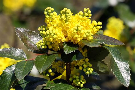 Oregon - Students | Britannica Kids | Homework Help