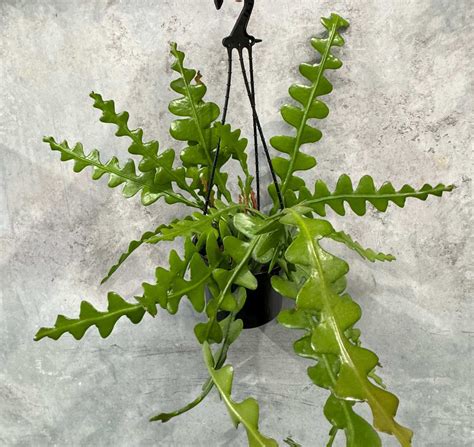 Fishbone Cactus / Zig Zag Rhipsalis / Epiphyllum Anguliger - Gippsland ...