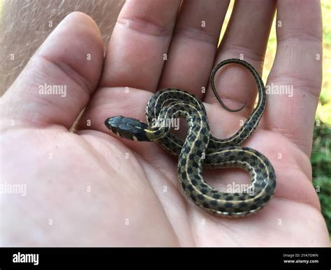 Checkered Garter Snake (Thamnophis marcianus) Reptilia Stock Photo - Alamy