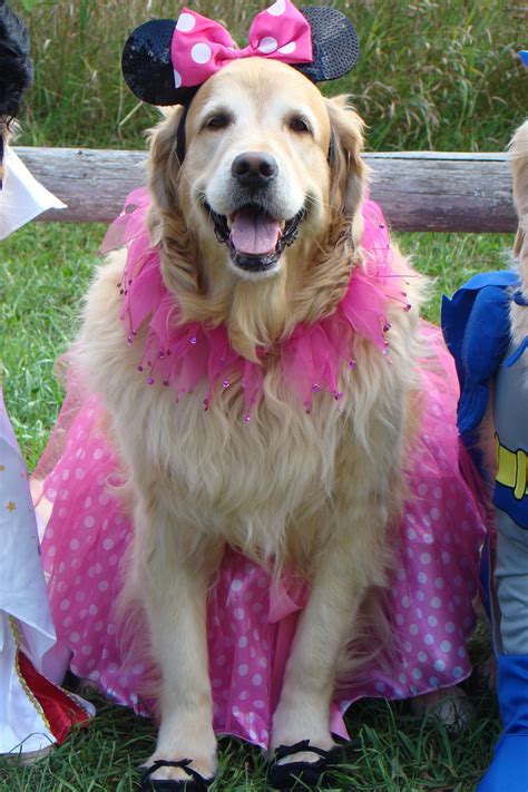 Golden Retriever Costume : 12 Costumes That Prove Golden Retrievers ...