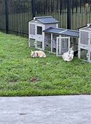 Image result for Lionhead Rabbit Breeders