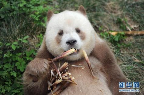 全球唯一圈养棕色大熊猫“七仔”被熊猫国际终身认养_中部纵览