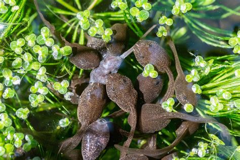 Can You Eat Tadpoles