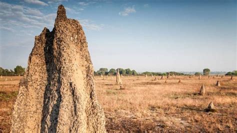 In northern Brazil, termites have been building for 4,000 years | Times ...
