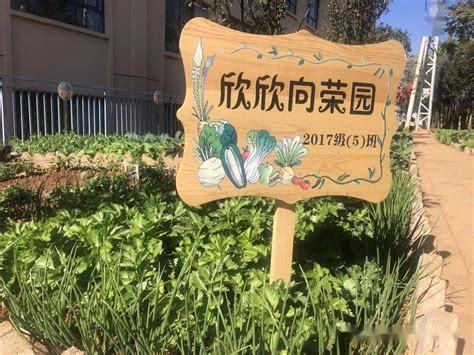 种菜校园角，实践赶龙街——记呈贡新区第二小学小神龙农科园劳动实践活动_孩子