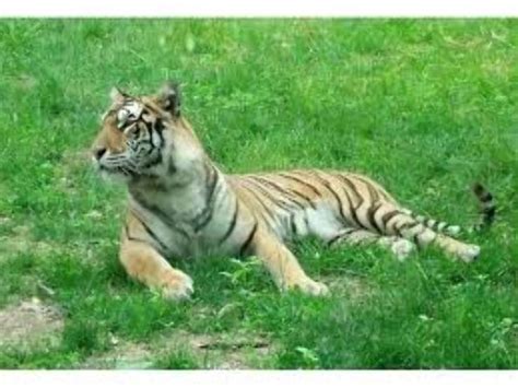 The Dakota Zoo, bismarck, United States Of America - Top Attractions ...
