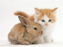 Image result for Cat Brought in Baby Rabbit