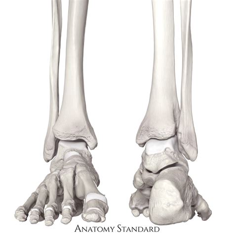 Anatomy Standard - Drawing Distal tibia : anterior and posterior view ...