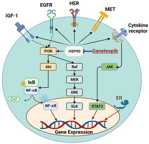 Role of Ganetespib, an HSP90 Inhibitor, in Cancer Therapy: From ...
