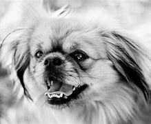 Image result for Long Haired Chihuahua Pics
