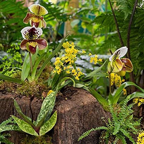 CHUXAY GARDEN Cypripedioideae-Lady's Slipper Orchids,Lady Slipper ...