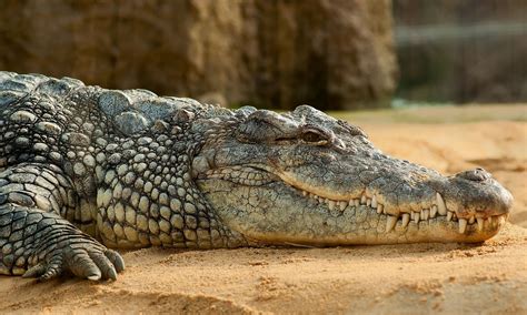 The Animal With Strongest Bite Force Kills 200 Humans Each Year | IBTimes