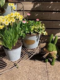 Image result for Easter Plant Ideas