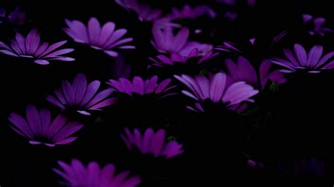 [300+] Purple Flowers Backgrounds | Wallpapers.com