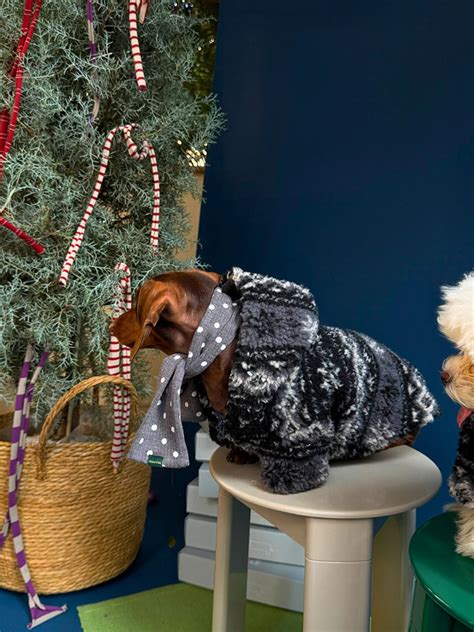 Dachshund Dog Apparel & Wiener Dog Clothes | WIENERD - Wienerd