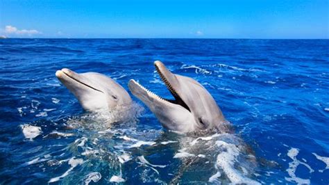 Image result for Alien Dolphins