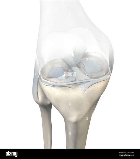 3D illustration showing knee joint with transparent femur and articular ...