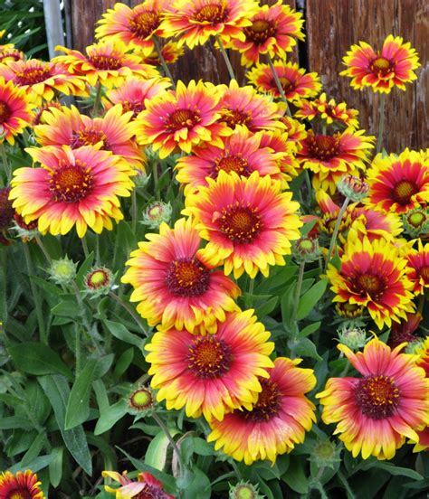 Color Daisy Flower | Best Flower Site