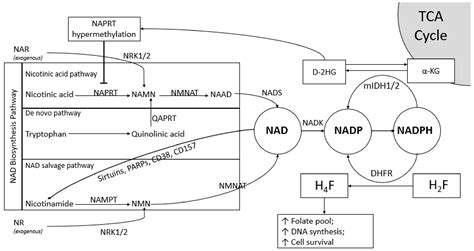 NAD- and NADPH-Contributing Enzymes as Therapeutic Targets in Cancer ...
