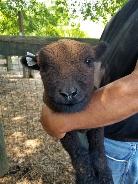 Miniature Babydoll Southdown Sheep For Sale - Tanglewood Farm Miniatures