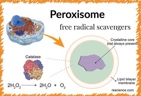 Peroxisome - free-radical scavengers - definition, structure, function ...