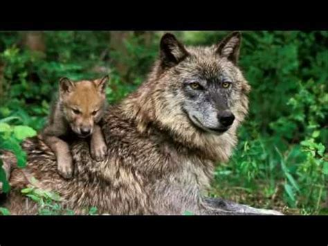 Image result for How Reintroducing Wolves Changed Yellowstone