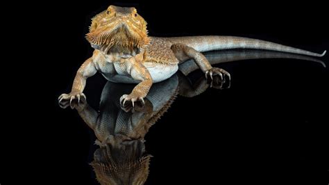 Bearded Dragon Theme for Windows 10 and 11