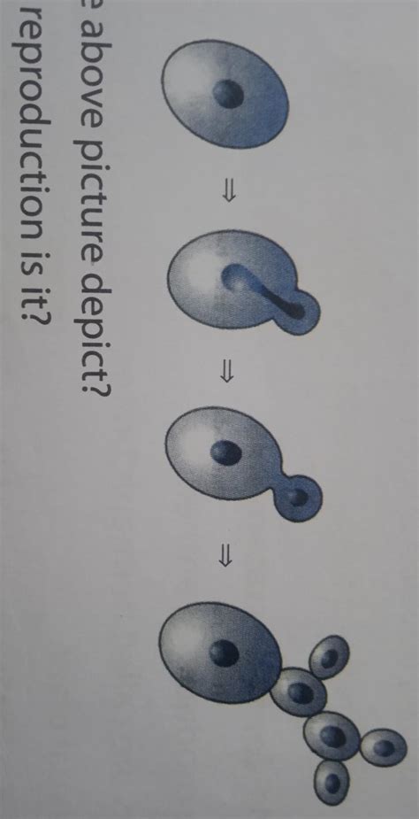 5. Look at the picture and answer the questions as follows: (a) What ...